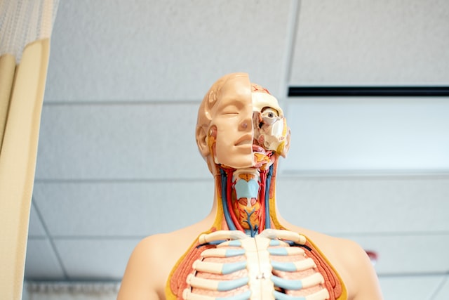 Anatomy lab in med school and how to study
